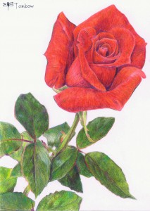 トンボNQ で描いたバラ
